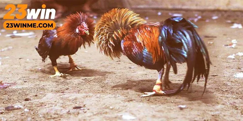 Các trận đá gà trực tiếp C3 đều tuân thủ nguyên tắc chung