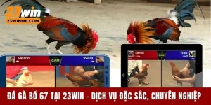 Đá gà bồ 67 tại 23Win