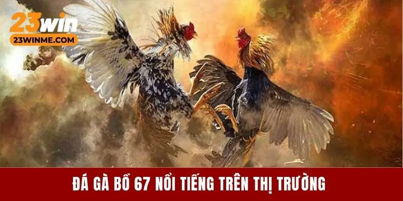 Đá gà bồ 67 nổi tiếng trên thị trường