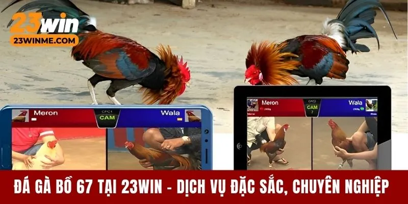 Đá gà bồ 67 tại 23Win