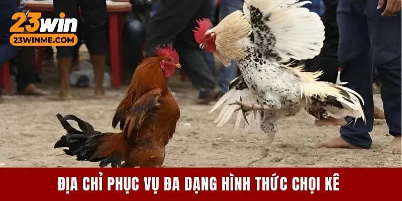 Địa chỉ phục vụ đa dạng hình thức chọi kê